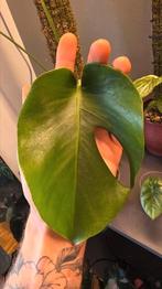 Monstera green on green halfmoon, Huis en Inrichting, Kamerplanten, Ophalen of Verzenden