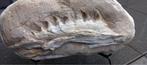 Originele Mosasaurus kaak in matrix, dinosaurus fossiel, Ophalen, Fossiel