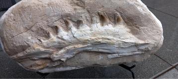 Mâchoire originale de Mosasaurus dans une matrice, fossile d, Enlèvement, Fossile