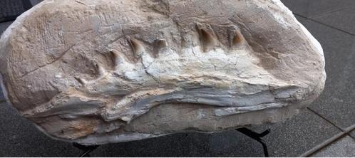 Originele Mosasaurus kaak in matrix, dinosaurus fossiel, Verzamelen, Mineralen en Fossielen, Fossiel, Ophalen