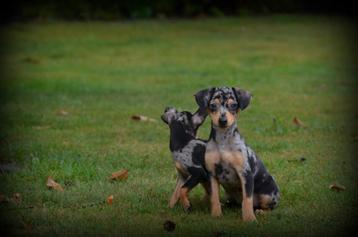 Pinscher pups beschikbaar voor biedingen