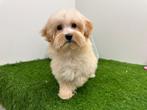 Maltipoo pups, België, 8 tot 15 weken, CDV (hondenziekte), Meerdere