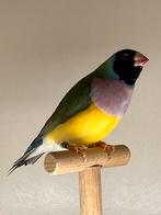 Gouldamadine man van 2023, Mâle, Oiseau tropical, Bagué