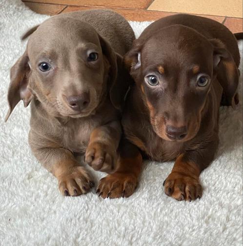 teckel pups,reu,dwerg, Dieren en Toebehoren, Honden | Teckels en Dashonden, Reu, Korthaar, Dwerg, Fokker | Professioneel, Meerdere