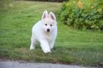 Prachtige Zwitserse Witte Herder pup, Dieren en Toebehoren, Honden | Herdershonden en Veedrijvers, België, CDV (hondenziekte)