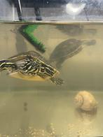 2 waterschildpadden, Dieren en Toebehoren