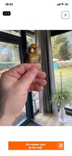 Kruising kleine distelvink x kanarie man, Mâle, Oiseau chanteur sauvage, Bagué