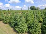 Omorika en Nordman te Riemst 3770, Ophalen, In pot, Overige soorten, 100 tot 250 cm