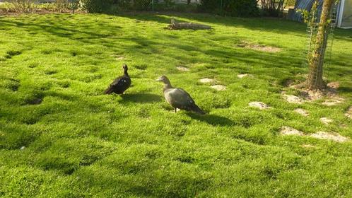 Broedeieren van zwarte muskuseend, Dieren en Toebehoren, Pluimvee, Eend, Geslacht onbekend