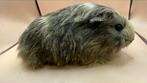 Cavia, kavia-vrouw/zeug Shelty agouti cream, Dieren en Toebehoren, Ophalen