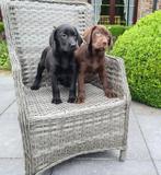 labrador pups, België, CDV (hondenziekte), 8 tot 15 weken, Labrador retriever