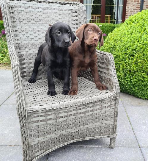 labrador pups, Dieren en Toebehoren, Honden | Retrievers, Spaniëls en Waterhonden, Meerdere dieren, Labrador retriever, Fokker | Professioneel