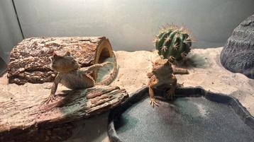 baardagamen beschikbaar voor biedingen