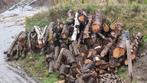 Brandhout op stam, Ophalen of Verzenden