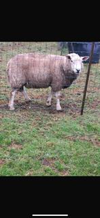 Witte Ram van mei 2024., Dieren en Toebehoren, Schapen, Geiten en Varkens, Mannelijk, Schaap, 0 tot 2 jaar