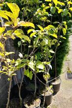 Appelboom(halfstammen) te koop, Jardin & Terrasse, Plantes | Arbres fruitiers, Pommier, En pot, Enlèvement