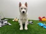 Siberische Husky pups, België, Reu, CDV (hondenziekte), 8 tot 15 weken