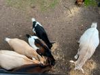 Geitjes te koop, Dieren en Toebehoren, Schapen, Geiten en Varkens, Meerdere dieren, Geit, 0 tot 2 jaar