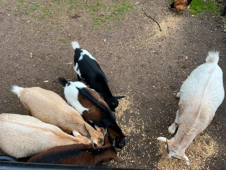 Geitjes te koop, Dieren en Toebehoren, Schapen, Geiten en Varkens, Geit, Meerdere dieren, 0 tot 2 jaar
