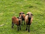 Kameroen schapen moeder ooi + lammetjes + 2 aparte rammetjes, Meerdere dieren, Schaap