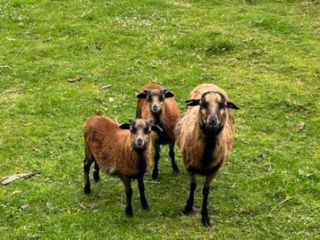 Kameroen schapen moeder ooi + lammetjes + 2 aparte rammetjes beschikbaar voor biedingen