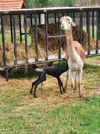 Leuke alpaca’s te koop!, Dieren en Toebehoren, Januari, Meerdere dieren