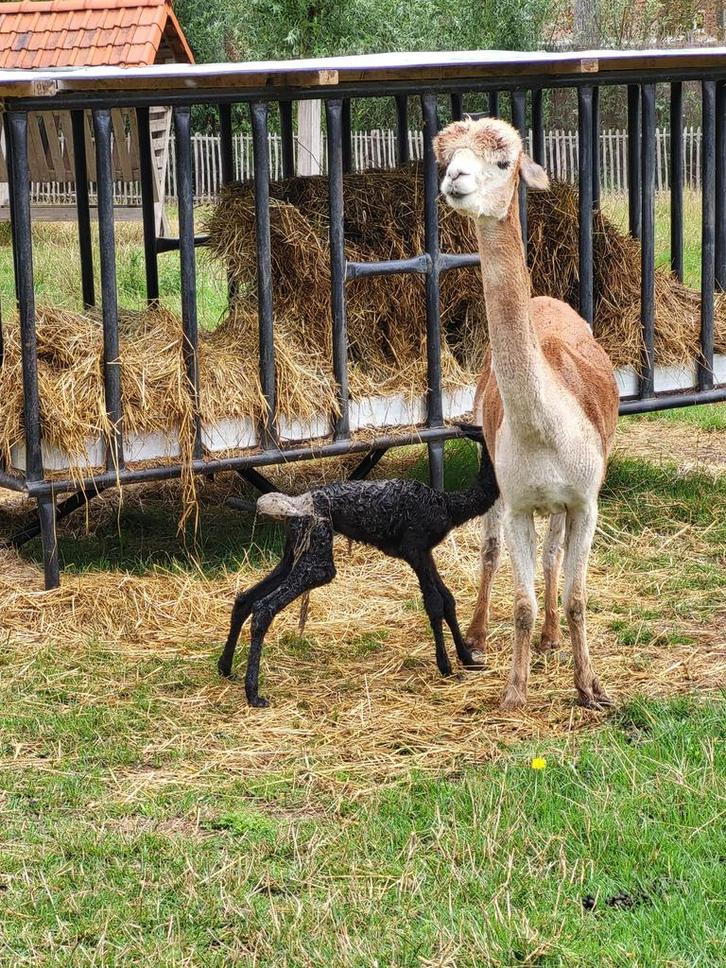Leuke alpaca’s te koop!, Dieren en Toebehoren, Overige Dieren, Meerdere dieren, Januari