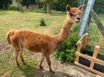 Alpaca hengst 4 jaar, Dieren en Toebehoren, Mei, Mannelijk