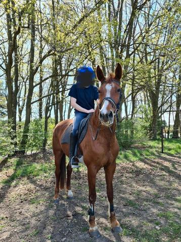 Mooi dressuur merrie, Dieren en Toebehoren, Paarden, Merrie