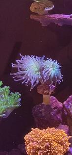 Zeeaquarium toorts koraal