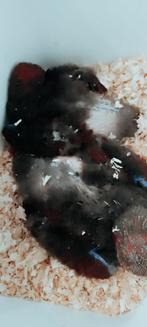 Handtamme edelpapegaaien