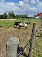 Gezocht boerderijtje met wat weiland