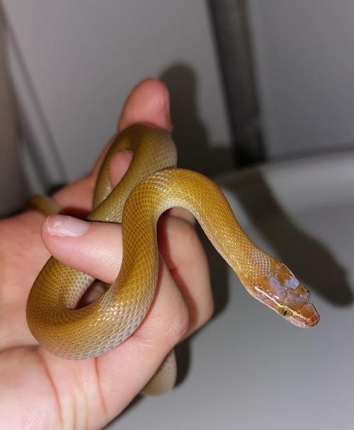 Afrikaanse huisslang man zambia green, Dieren en Toebehoren, Reptielen en Amfibieën