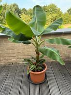 Musa (bananenplant) - 4 stuks, Ophalen