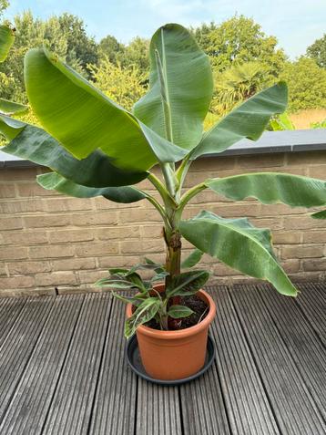 Musa (bananenplant) - 4 stuks beschikbaar voor biedingen