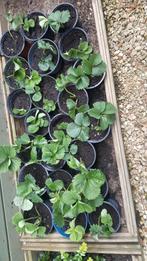 Aarbeiplanten Ostara( gestekt vorige herfst), Ophalen of Verzenden, Zomer