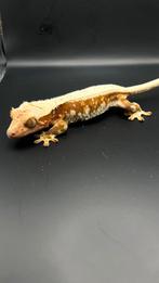 Lilly White Crested Gecko