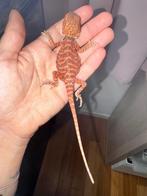 Pogona Vitticeps, Enlèvement, Neuf