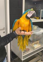 Jeunes aras bleu-jaune dotés d'ADN et testés pour toutes les, Plusieurs animaux, Perroquet, Domestique