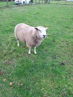 Schaapbok, Dieren en Toebehoren, Mei