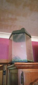 Aquarium, Enlèvement