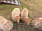 Ardense voskop, Dieren en Toebehoren