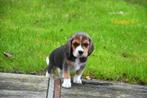 Prachtige Beagle pups, Dieren en Toebehoren, Honden | Beagles, Bassets en Lopende honden, België, Beagle, CDV (hondenziekte), 8 tot 15 weken