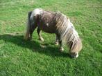 pony, Dieren en Toebehoren, Gechipt, Merrie