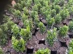Euonymus Green Spire, Jardin & Terrasse, Plantes | Arbustes & Haies, Enlèvement, Arbuste