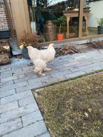 Brahma haan, Dieren en Toebehoren