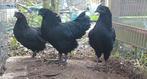 Ayam Cemani koppel, Dieren en Toebehoren, Pluimvee