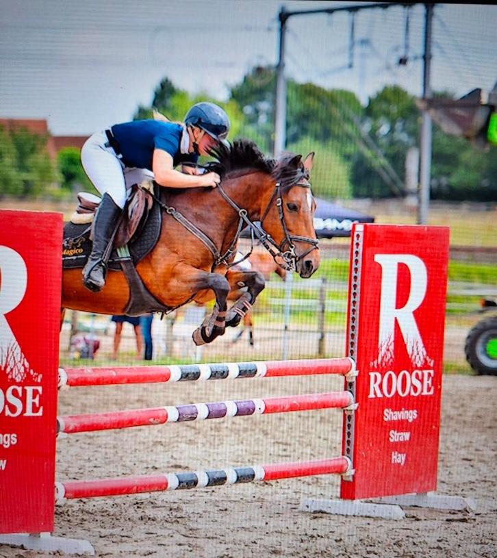 Drachtige springpony met topafstamming, Dieren en Toebehoren, Pony's, Hengst