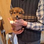 Chihuahua pups, Dieren en Toebehoren, België, CDV (hondenziekte), 8 tot 15 weken, Meerdere