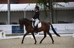 Poney sport dressage, Enlèvement, Neuf, Dressage